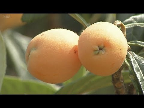 枇杷 風水